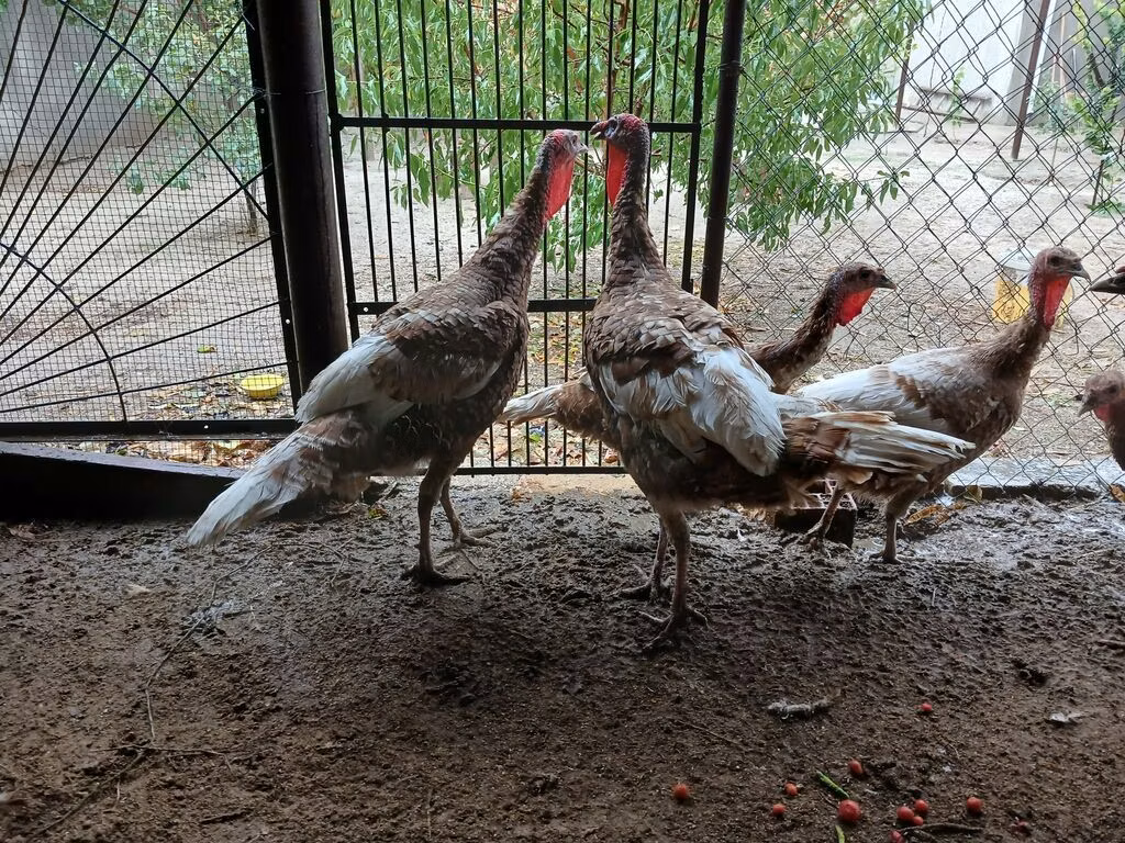 Blanca de pechuga ancha