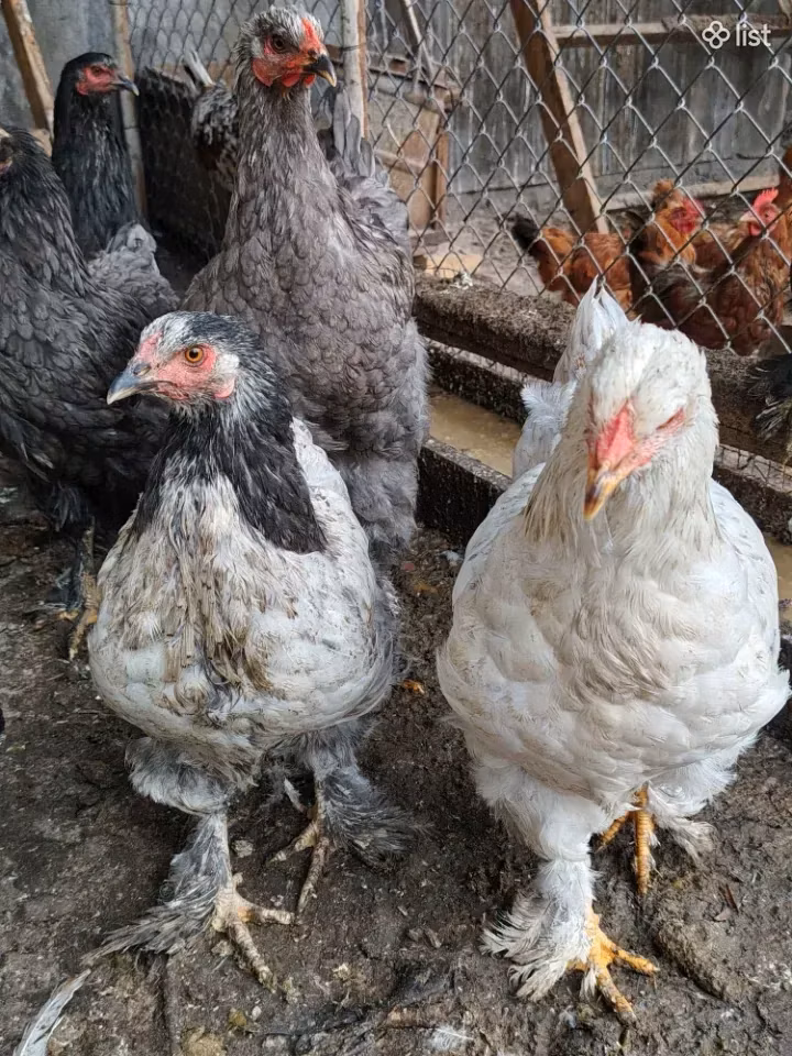 Brahma